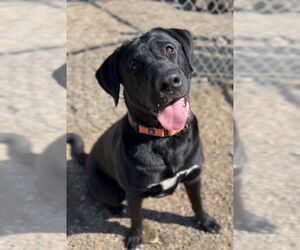 Mutt Dogs for adoption in Bemidji, MN, USA