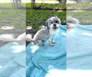 Shih Tzu Dogs for adoption in Weston, FL, USA
