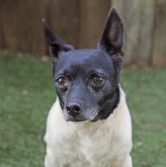 Jack-Rat Terrier Dogs for adoption in Inverness, FL, USA