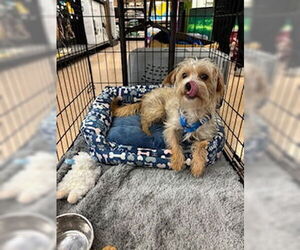 Maltese-Unknown Mix Dogs for adoption in Morgan Hill, CA, USA