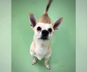 Chihuahua-Unknown Mix Dogs for adoption in phoenix, AZ, USA