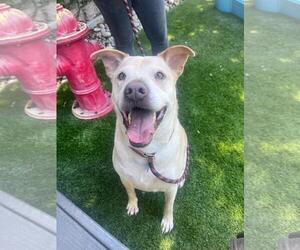 Labrador Retriever-Unknown Mix Dogs for adoption in San Jose, CA, USA