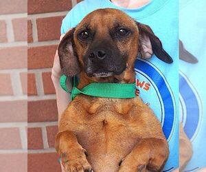 Dachshund-Unknown Mix Dogs for adoption in Carrollton, TX, USA