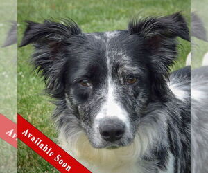Australian Shepherd-Pembroke Welsh Corgi Mix Dogs for adoption in Huntley, IL, USA
