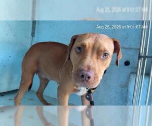 American Pit Bull Terrier Dogs for adoption in Ocala, FL, USA