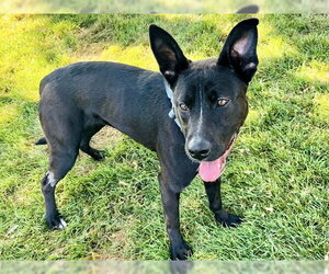 German Shepherd Dog-Unknown Mix Dogs for adoption in Martinez, CA, USA