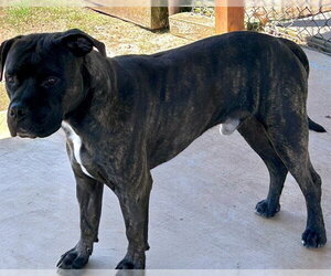 Staffordshire Bull Terrier Dogs for adoption in Grovetown, GA, USA