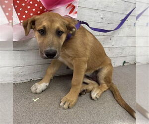 German Shepherd Dog Dogs for adoption in San Bernardino, CA, USA