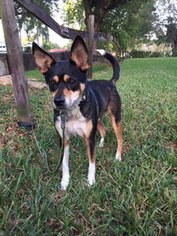 Basenji Dogs for adoption in Davie, FL, USA