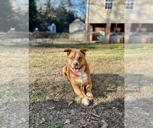 American Staffordshire Terrier-Unknown Mix Dogs for adoption in Holly Springs, NC, USA