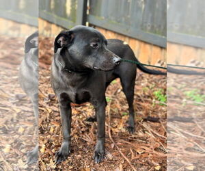 Mutt Dogs for adoption in Shelburne, VT, USA