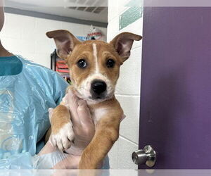 Mutt Dogs for adoption in Raleigh, NC, USA