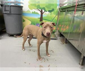 American Staffordshire Terrier-Unknown Mix Dogs for adoption in Waco, TX, USA