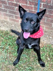 Borador Dogs for adoption in Raleigh, NC, USA