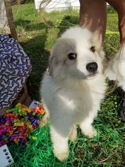Great Pyrenees Dogs for adoption in Tiptonville,, TN, USA