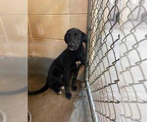 Labrador Retriever Dogs for adoption in Whitestone, NY, USA