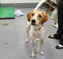 American Foxhound Dogs for adoption in Peoria, IL, USA