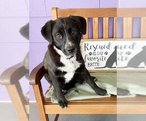 Spaniel-Unknown Mix Dogs for adoption in Genesee, WI, USA