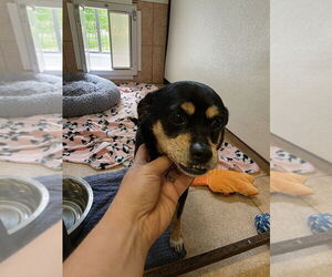 Chihuahua-Unknown Mix Dogs for adoption in Osgood, IN, USA