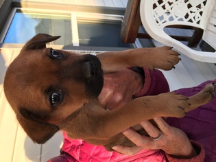Labrador Retriever Dogs for adoption in Redmond, WA, USA
