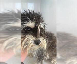 Miniature Schnauzer-Unknown Mix Dogs for adoption in Houston, TX, USA