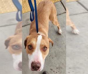 American Pit Bull Terrier Dogs for adoption in Bakersfield, CA, USA