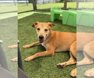 Mutt Dogs for adoption in oakland, FL, USA