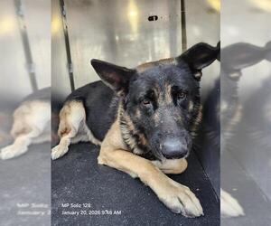 Medium Photo #2 German Shepherd Dog Puppy For Sale in San Antonio, TX, USA