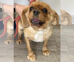 Cavalier King Charles Spaniel Dogs for adoption in Westminster, MD, USA
