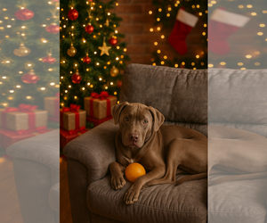 American Pit Bull Terrier-Chocolate Labrador retriever Mix Dogs for adoption in Sanford, FL, USA