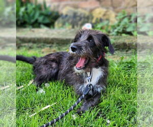 Mutt Dogs for adoption in New London, WI, USA