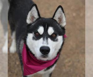 Siberian Husky-Unknown Mix Dogs for adoption in San Antonio, TX, USA