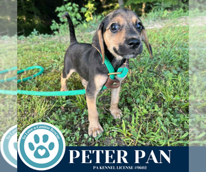 Beagle-Unknown Mix Dogs for adoption in Kimberton, PA, USA