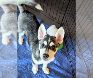 Siberian Husky-Unknown Mix Dogs for adoption in Holly Springs, NC, USA