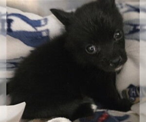 Mutt Dogs for adoption in Riverside, CA, USA
