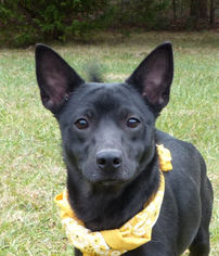 Schipperke-Unknown Mix Dogs for adoption in Mocksville, NC, USA