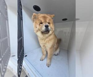 Chow Chow Dogs for adoption in Houston, TX, USA