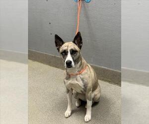 American Pit Bull Terrier-Huskies  Mix Dogs for adoption in Las Vegas, NV, USA