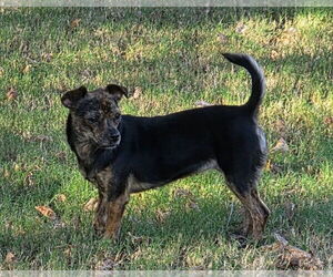 Chihuahua-Unknown Mix Dogs for adoption in OKLAHOMA CITY, OK, USA