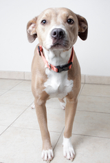 Medium Photo #1 American Pit Bull Terrier Puppy For Sale in Eden Prairie, MN, USA