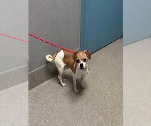 Chihuahua-Unknown Mix Dogs for adoption in Las Vegas, NV, USA