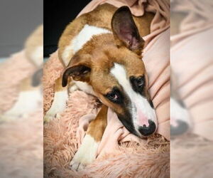 Mutt Dogs for adoption in Glen Allen, VA, USA