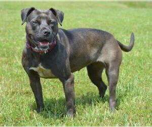 American Pit Bull Terrier Dogs for adoption in Ashland, KY, USA