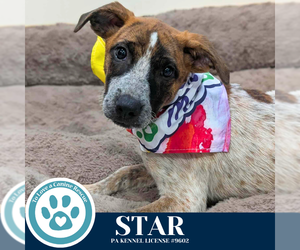 Labrador Retriever-Unknown Mix Dogs for adoption in Kimberton, PA, USA