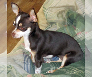 Chihuahua Dogs for adoption in Camden, SC, USA