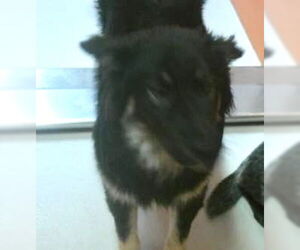 Australian Shepherd Dogs for adoption in Pampa, TX, USA
