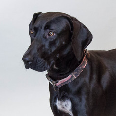 Labrador Retriever Dogs for adoption in Rockwall, TX, USA