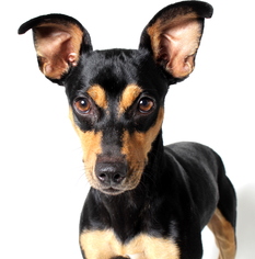 Miniature Pinscher Dogs for adoption in West Hollywood, CA, USA
