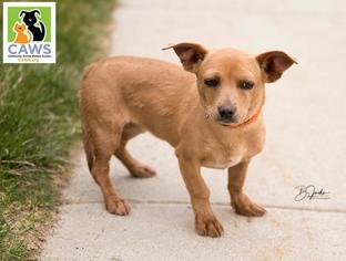Dorgi Dogs for adoption in Salt Lake City, UT, USA