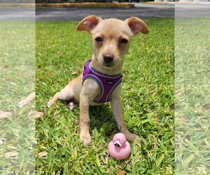 Rat Terrier-Unknown Mix Dogs for adoption in Royal Palm Beach, FL, USA